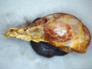 Media type: image;   Mammalogy BANGS-9913 Description: Image of skeleton specimen - lateral view. lateral view of mandible.;